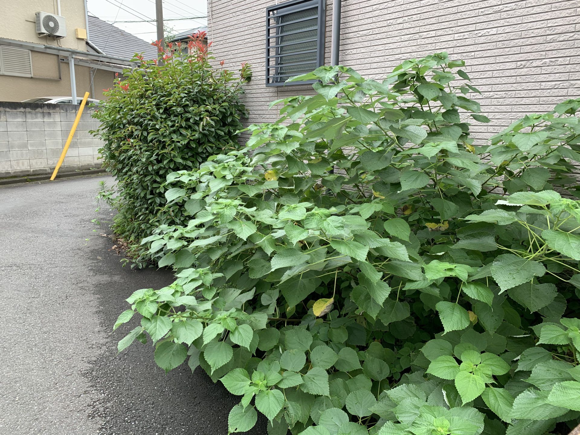 カラムシが茂る庭