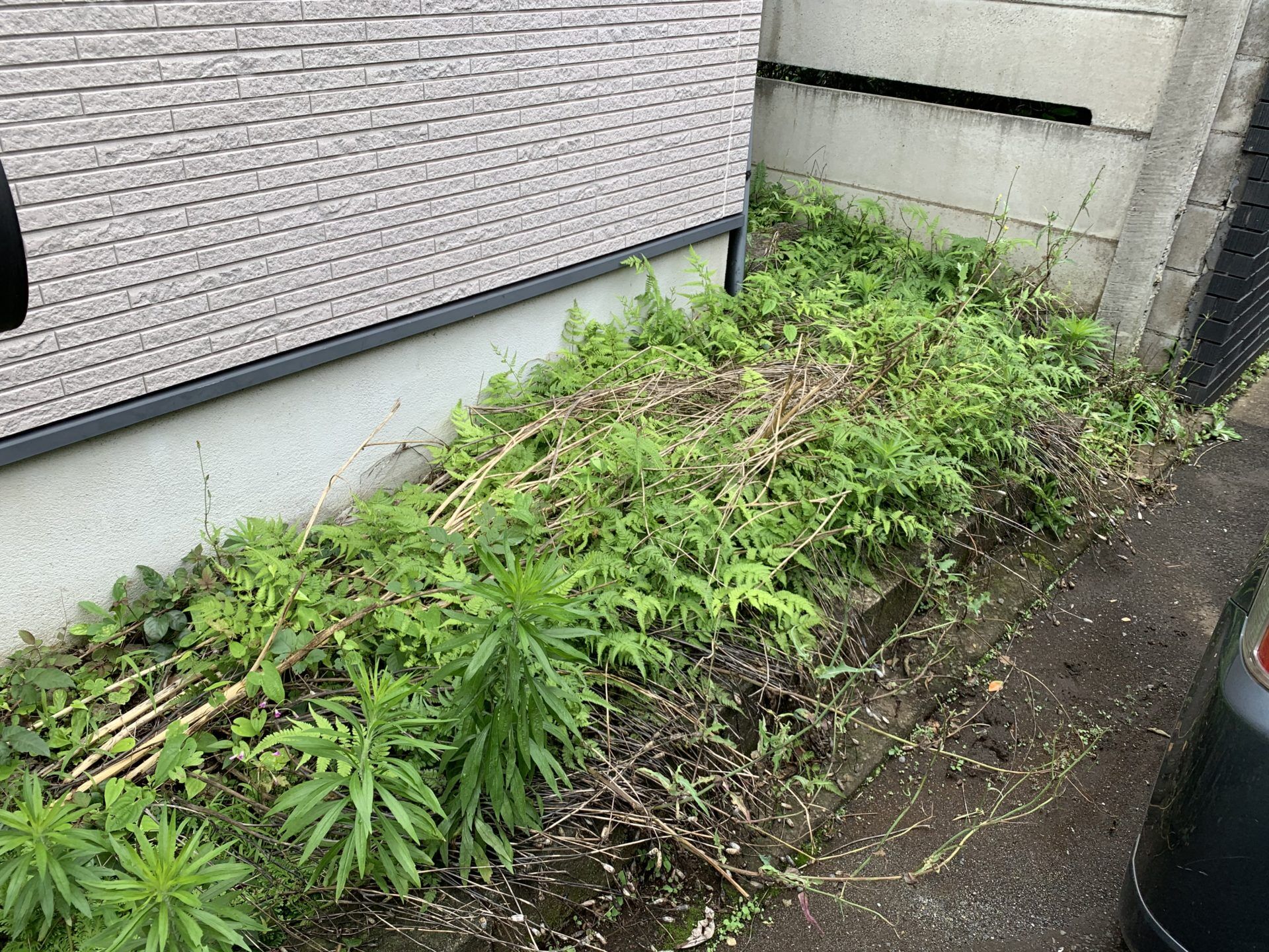 雑草が生える玄関脇スペース