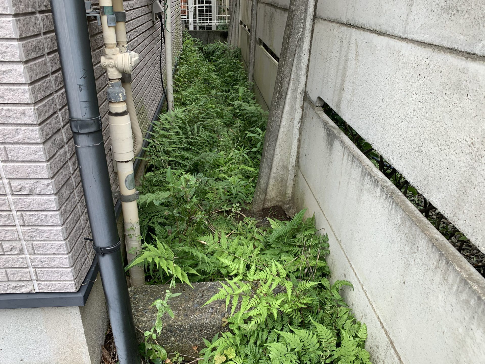 日陰にはシダ植物