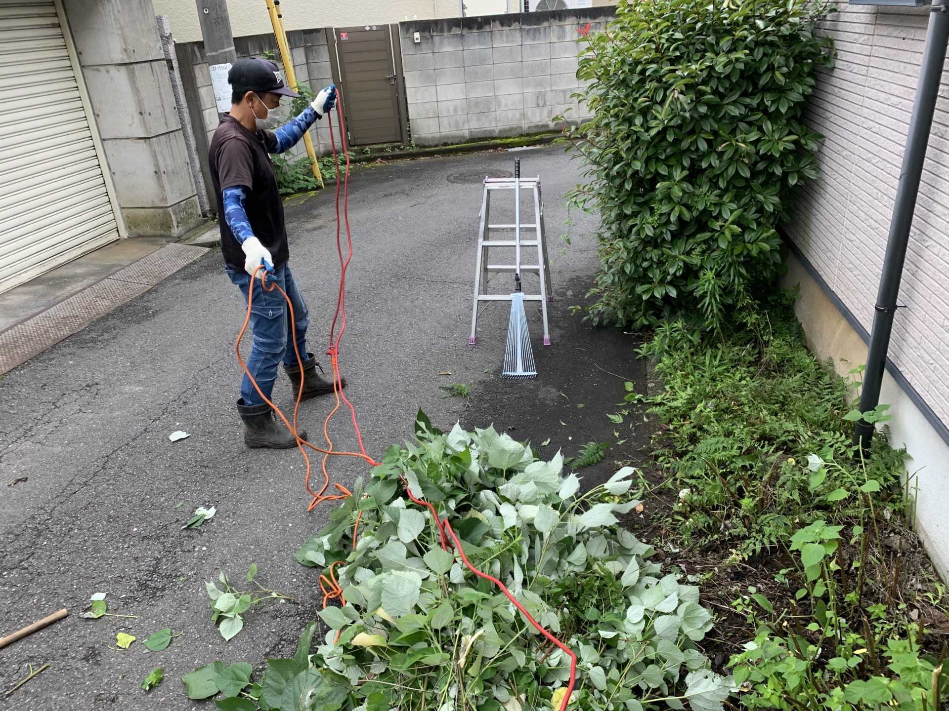 日陰にはシダ