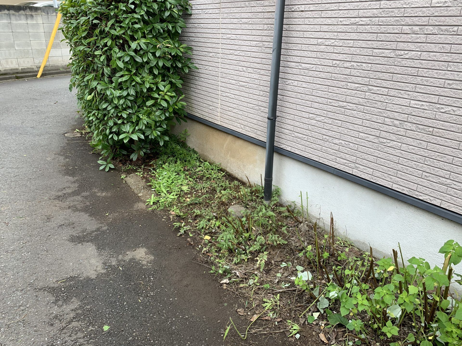 カラムシから撤去