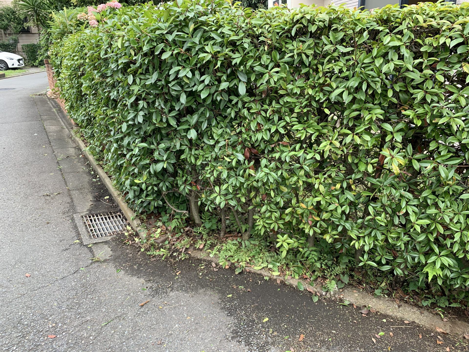 生垣もきれいにカット