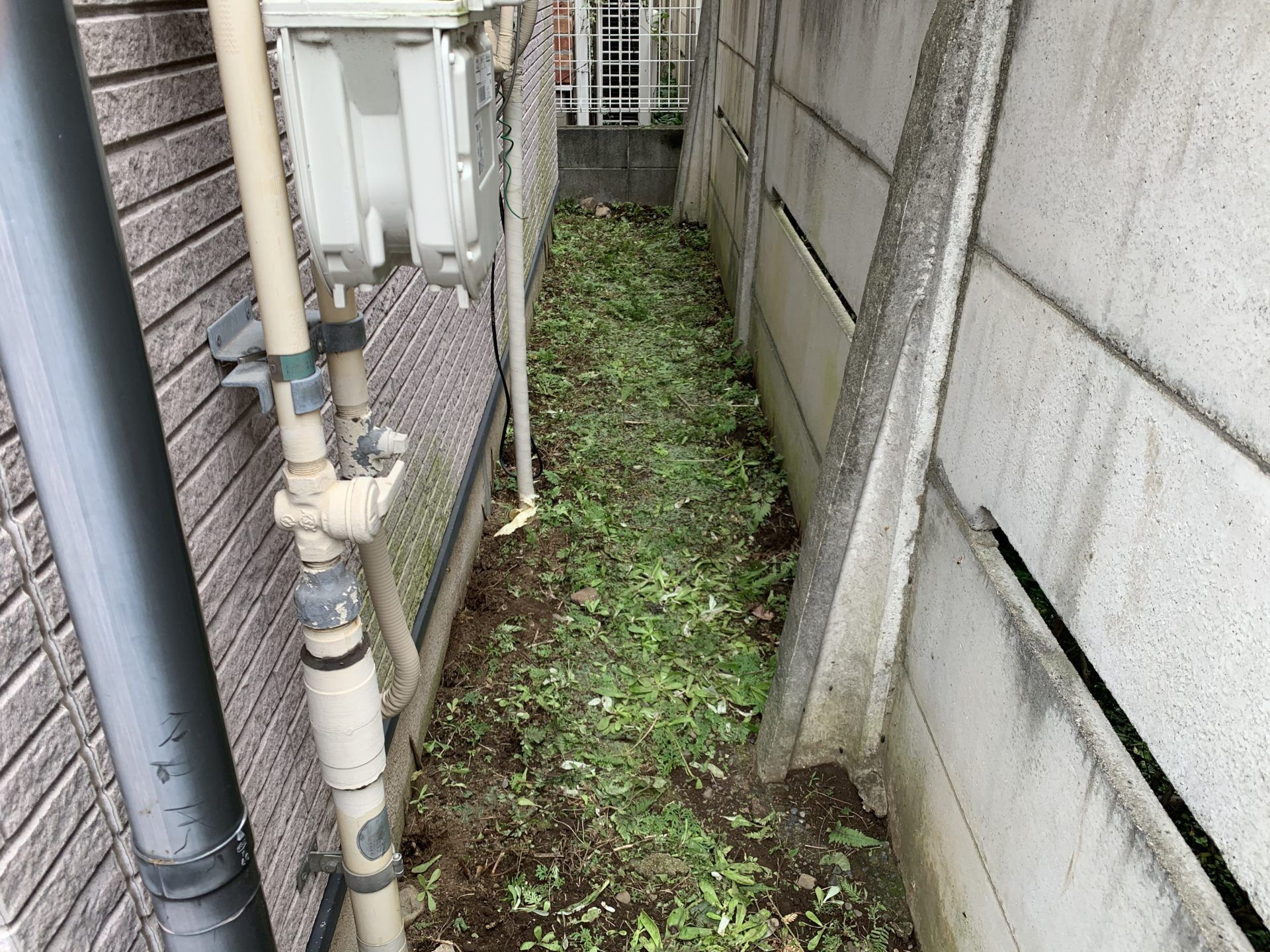 シダを撤去
